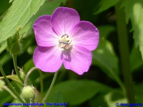 Geranium maculatum 'my-variety'